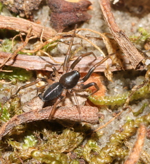 Trachelidae