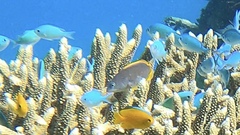 Cephalopholis cyanostigma
