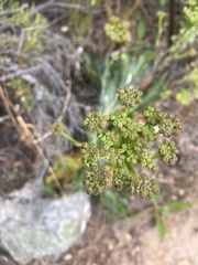 Lichtensteinia lacera
