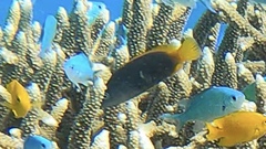 Cephalopholis cyanostigma