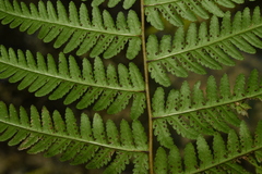 Pseudophegopteris hirtirachis