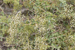 Eriogonum corymbosum