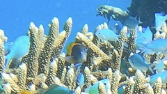 Cephalopholis cyanostigma