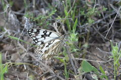 Melanargia occitanica