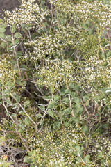 Eriogonum corymbosum