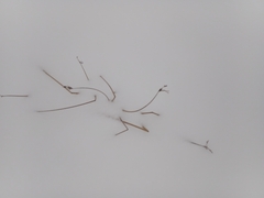 Schoenoplectus lacustris