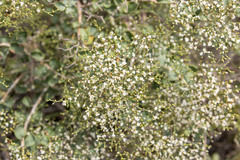 Eriogonum corymbosum