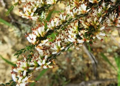 Erica inaequalis