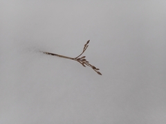 Schoenoplectus lacustris