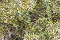 Eriogonum corymbosum