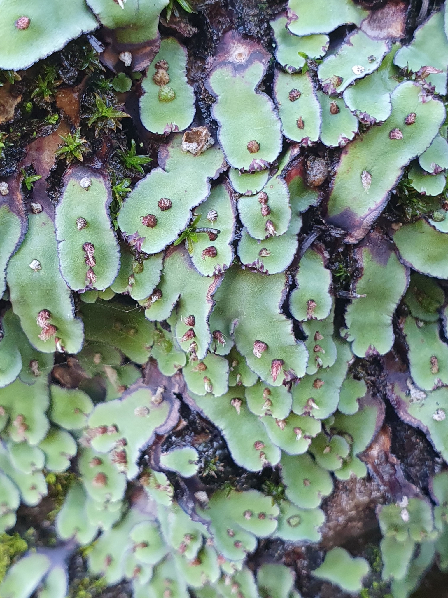 Plagiochasma rupestre