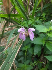 Centrosema pubescens