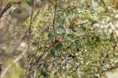 Eriogonum corymbosum