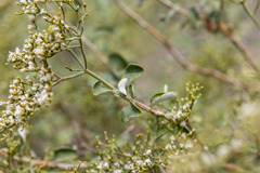 Eriogonum corymbosum