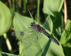 Leucorrhinia intermedia