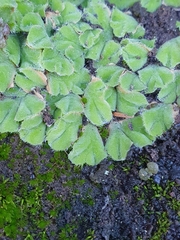 Riccia gougetiana image