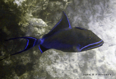 Balistes vetula