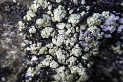 Rhizoplaca ouimetensis