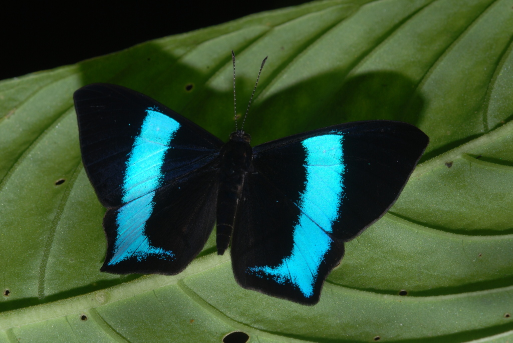Mesosemia grandis
