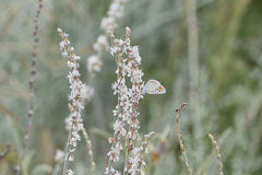 Euphilotes spaldingi