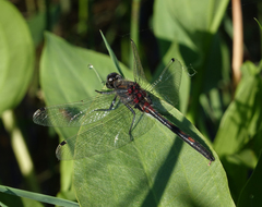 Leucorrhinia intermedia