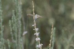 Euphilotes spaldingi