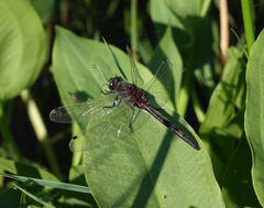 Leucorrhinia intermedia