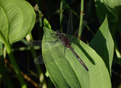 Leucorrhinia intermedia