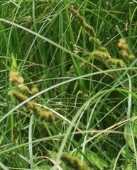 Carex vulpinoidea