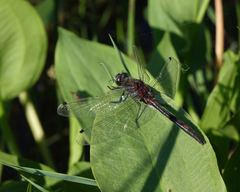 Leucorrhinia intermedia