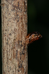 Chamaesphecia hungarica