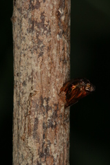 Chamaesphecia hungarica