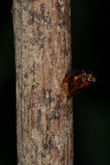 Chamaesphecia hungarica