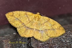 Periclina syctaria