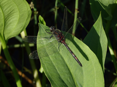 Leucorrhinia intermedia