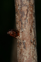 Chamaesphecia hungarica