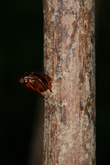 Chamaesphecia hungarica