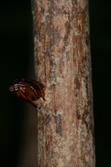 Chamaesphecia hungarica