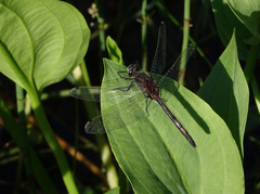 Leucorrhinia intermedia