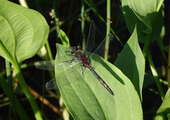 Leucorrhinia intermedia