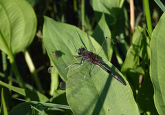 Leucorrhinia intermedia