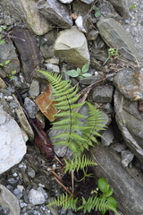 Pseudophegopteris hirtirachis