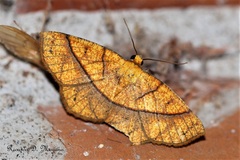 Periclina