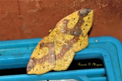 Periclina