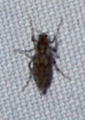 Chaoborus punctipennis