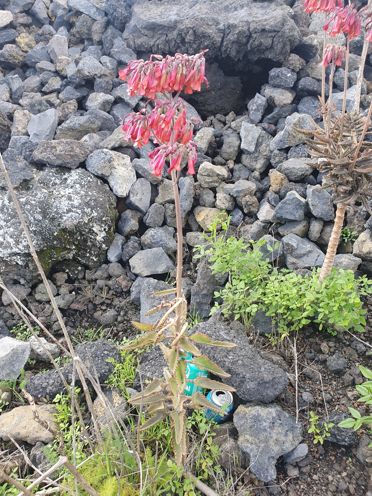 Kalanchoe houghtonii