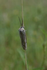Spiris striata