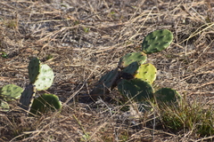 Opuntia austrina