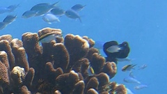 Chromis nitida