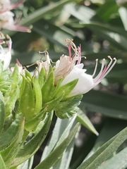 Echium brevirame image